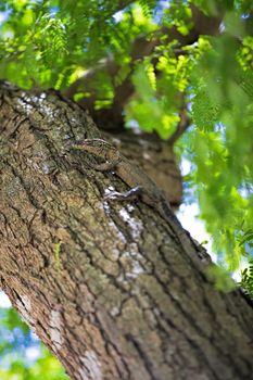 Baby Komodo Dragon in the wild on Komodo Island