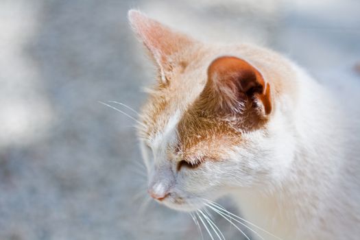 The head of a white and ginger cat, against a hot white background, with the focus on the face