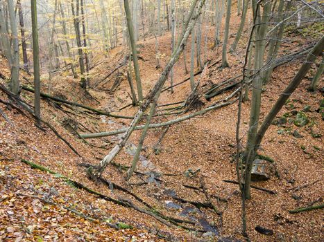 Forest - deciduous forest with ravines in the autumn