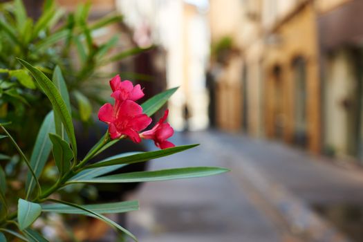 Flower in an old street of ancient Aix en Provence town, South France