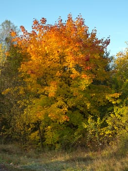 Various autumn trees - autumn colors