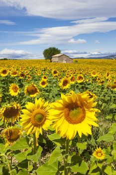 Beautiful landscape with sunflower field over cloudy blue sky