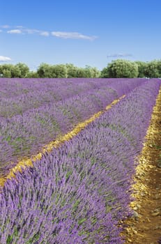 Lavender field with blue sky, France, Europe