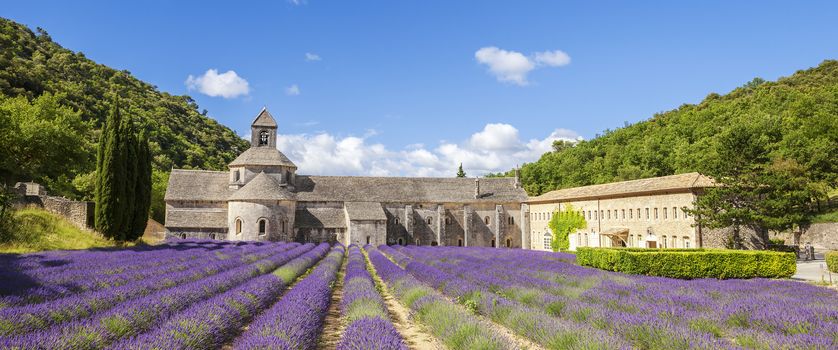 Abbey of Senanque and blooming rows lavender flowers. Panoramic view.
