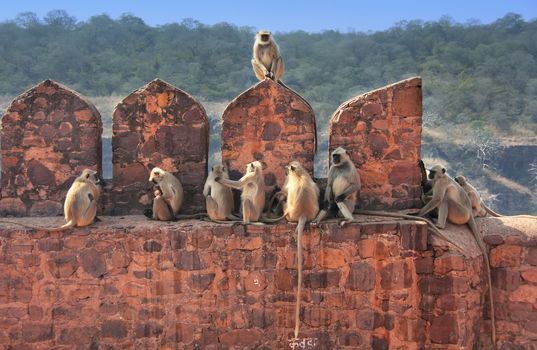 Gray langurs (Semnopithecus dussumieri) sitting at Ranthambore Fort, Rajasthan, India