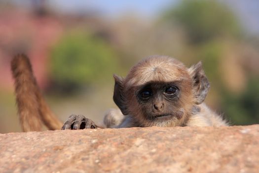 Baby Gray langur (Semnopithecus dussumieri) playing at Ranthambore Fort, Rajasthan, India