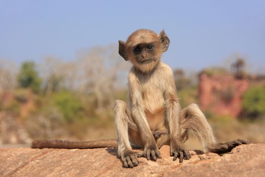 Baby Gray langur (Semnopithecus dussumieri) playing at Ranthambore Fort, Rajasthan, India