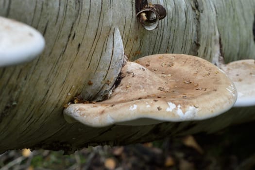 Single tree growing funghi