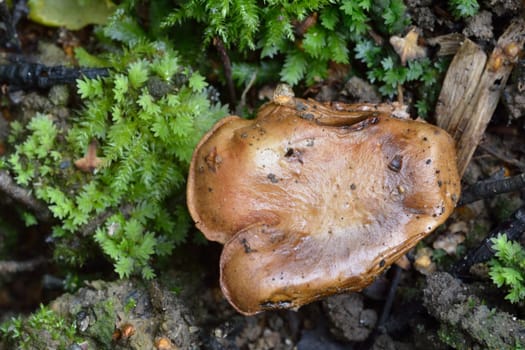 Close up of brown small fungus