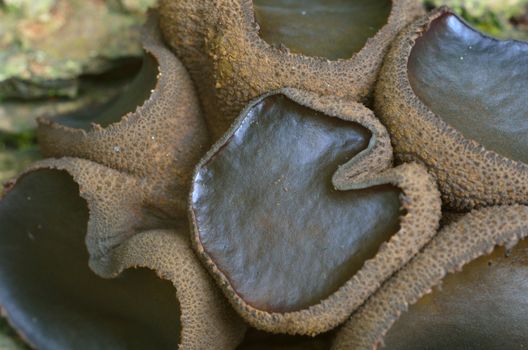 Tiny brown textured fungus