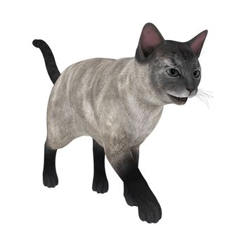 3D digital render of a walking siamese cat isolated on white background