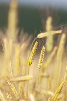 close up of rye in a field ready for harvest