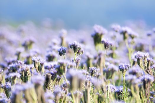 agriculture - close up of a phacelia flower in a filed with blue sky