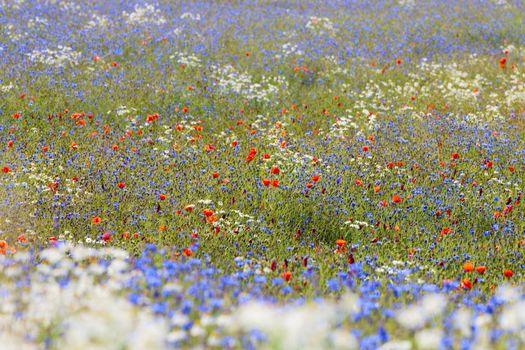 abundance of blooming wild flowers on the meadow at spring time