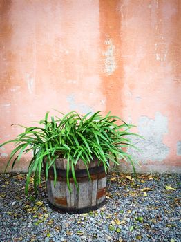 Green plant in wooden pot decorating house exterior. Garden decoration.
