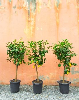 Lemon trees in pots decorating house exterior.