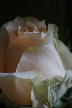 A dark and moody, deep cream colored loose, rose bud with black background.