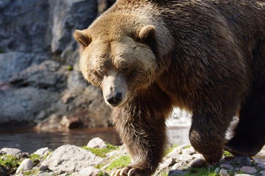 Big grizzly brown bear walking, Ursus arctos horribilis