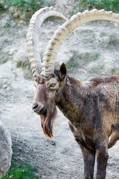 Male Siberian ibex, Capra sibirica, with his impressive horns