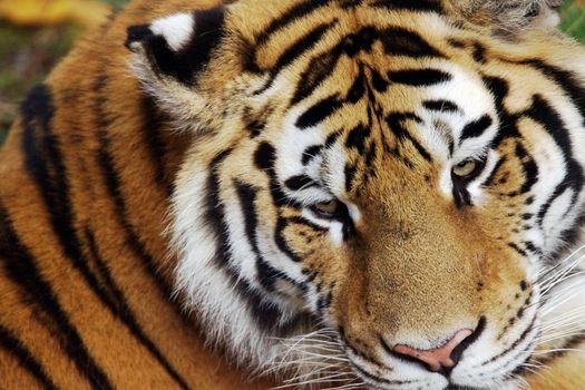 Closeup portrait of a Siberian or Amur tiger, Panthera tigris altaica
