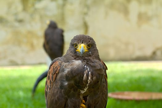 Photo shows details wild eagle bird in the garden.