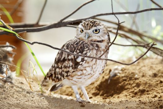 Cute endangered burrowing owl, Athene cunicularia, with ID ring