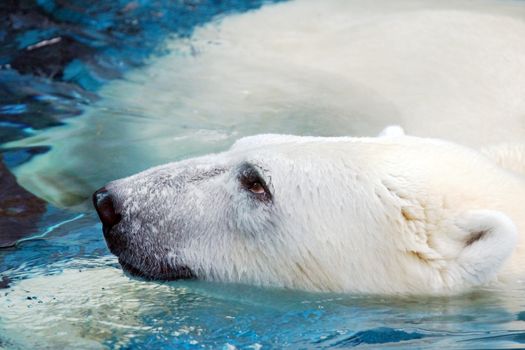 Portrait of a swimming polar bear looking up