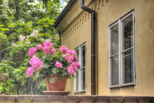 Photo shows details of green garden and its flowers.