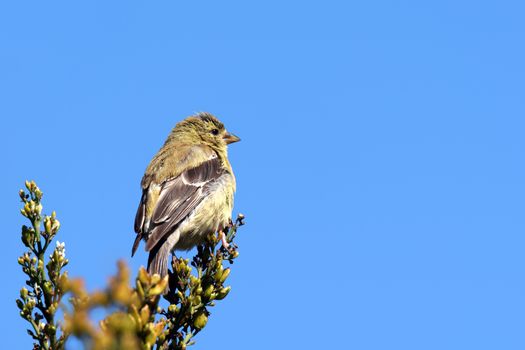 American goldfinch, Carduelis tristis, in winter plumage over brigh blue sky.