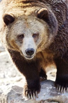 Grizzly or brown bear,Ursus arctos horribilis, vertical portrait