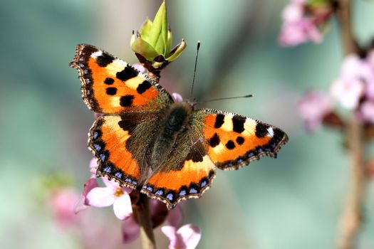 Photo shows details of colourful butterfly in the park.