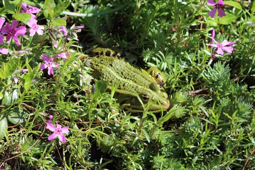 Photo shows a green frog in the middle of grass.