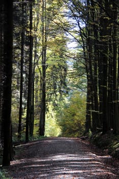 Photo shows details of countryside wood and landscape.