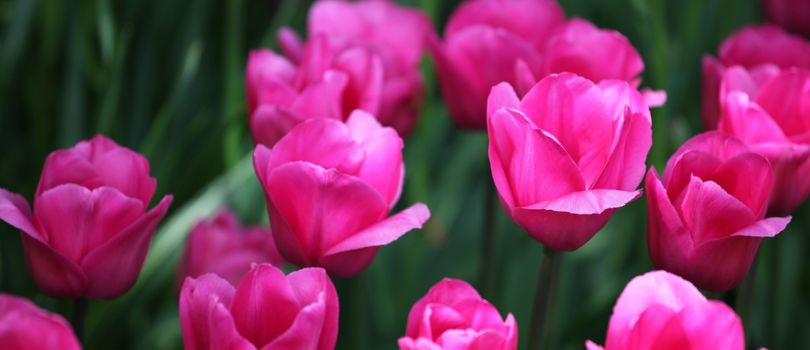 Colorful tulips in Amsterdam, Netherlands.