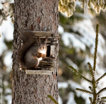 Squirrel of Norway, Sjusjøen, Winter 2014