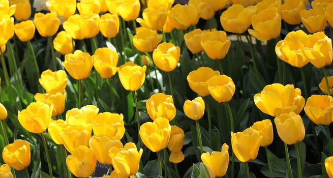 Colorful tulips in Amsterdam, Netherlands.