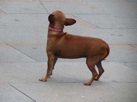 Chihuahua dog purebred with leash in a urban context