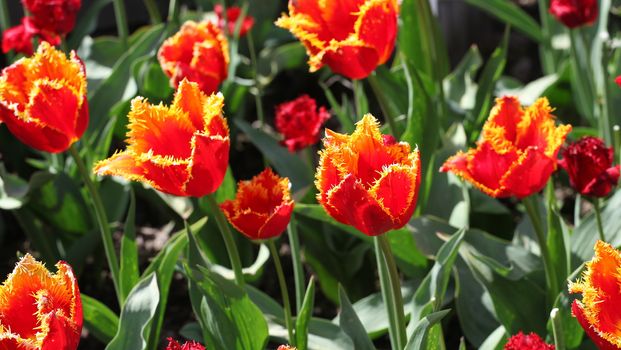 Colorful tulips in Amsterdam, Netherlands.