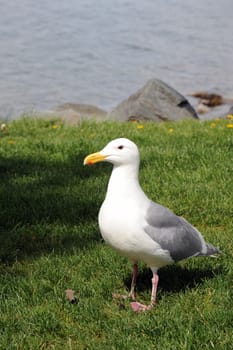 Seagull standing along the waterfront.