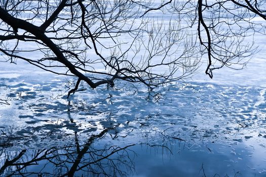 Coast of  winter river covered with ice with tree branches on an ice surface