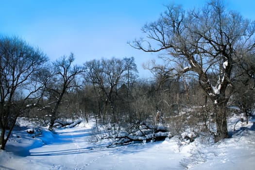 Beautiful winter landscape with the frozen river and trees