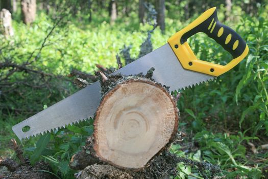 Metal saw with handle sawing  tree trunk