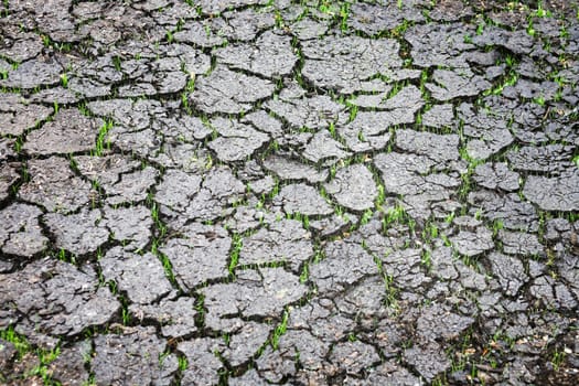Dry ground with cracks and green grass