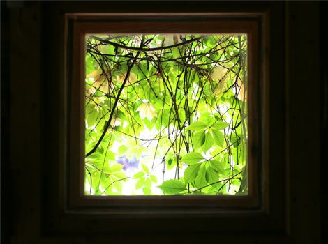 Beautiful kind on green leaves of  plant from  square window of dark room.