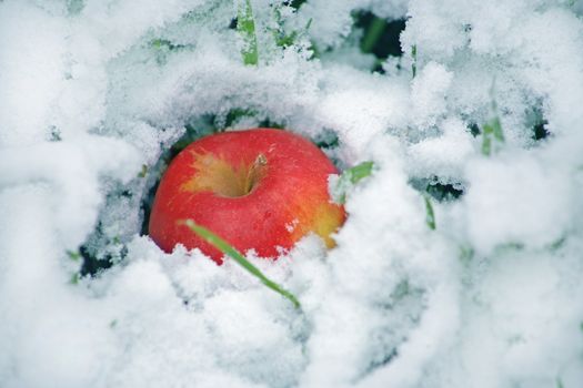 Beautiful red apple in the winter on snow
