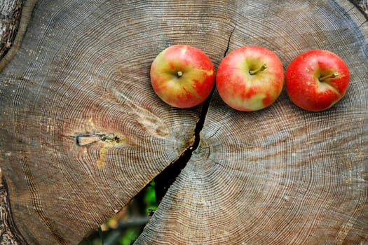 Three apples on an old cut of tree trunk