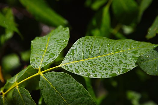 Wet leaves of a tree after rain