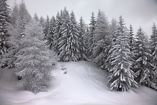 Forest in winter covered by snow