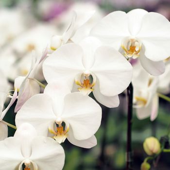 beautiful orchid flower in the garden