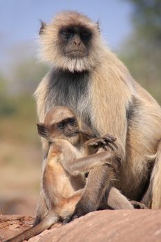 Gray langur (Semnopithecus dussumieri) with a baby sitting at Ranthambore Fort, Rajasthan, India